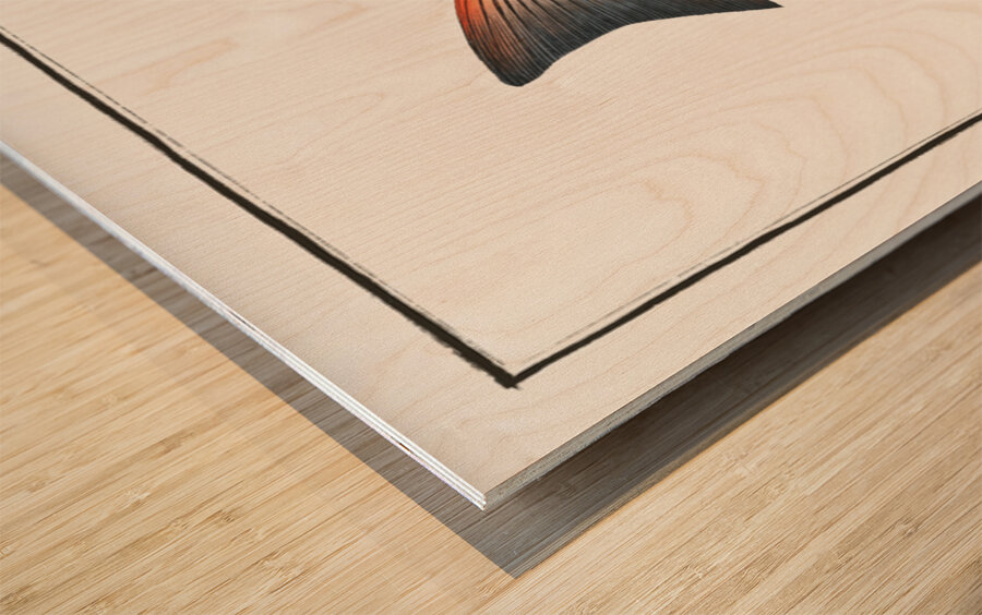 Punctulated Umber Sciaena punctata Wood print