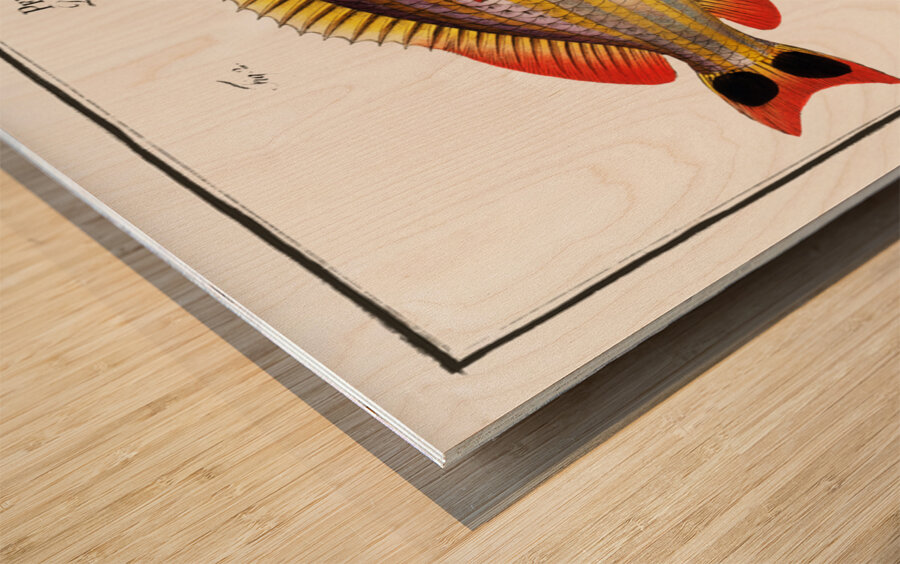 1. Pacu Perca unimaculata 2. Jub Perca Juba Wood print