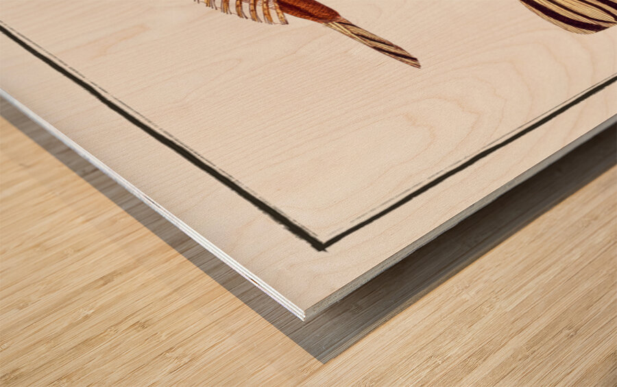 Shovel Platycephalus Spathula Wood print