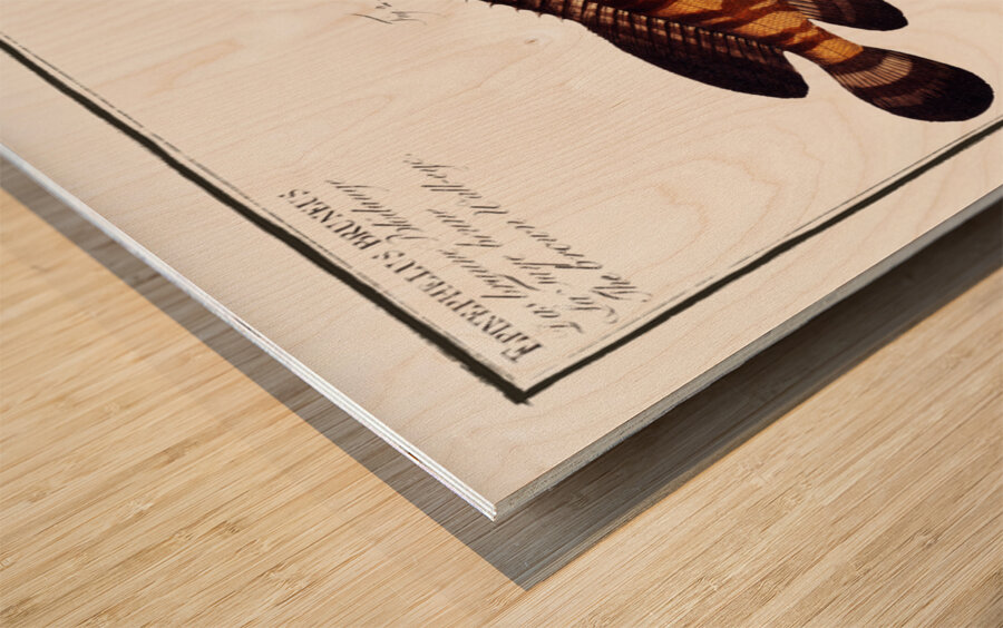 1. Bordered Wall-eye Epinephelus marginalis 2. Brown Wall-eye Epinephelus bruneus Wood print