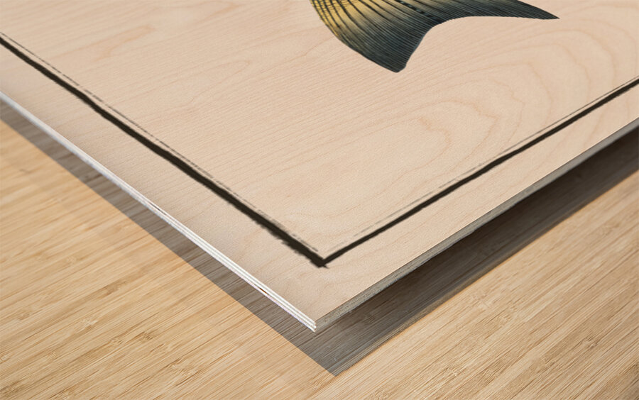 Eleven-ray Sciaena undecimalis Wood print