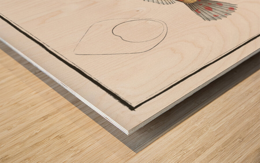 Blennius superciliosus Wood print