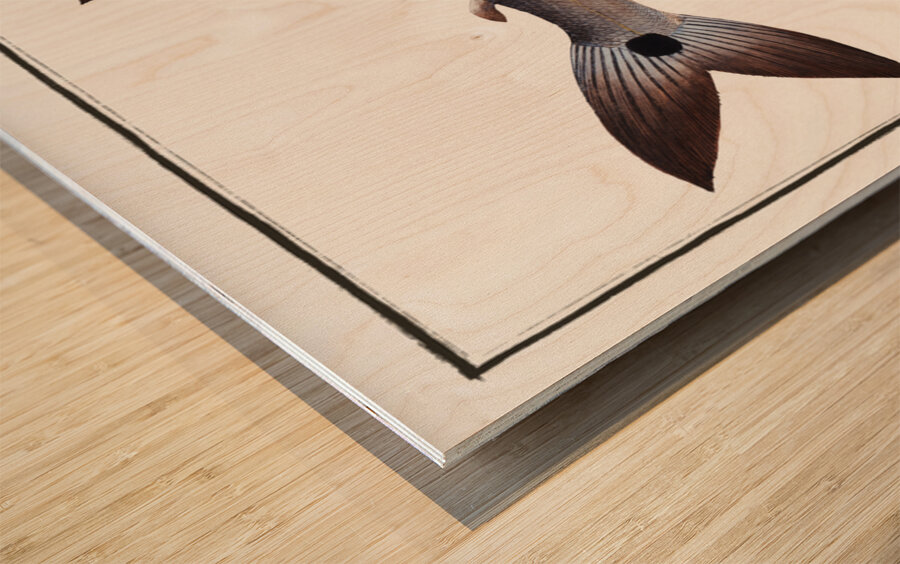 Sickle-Salmon Salmo falcatus Wood print