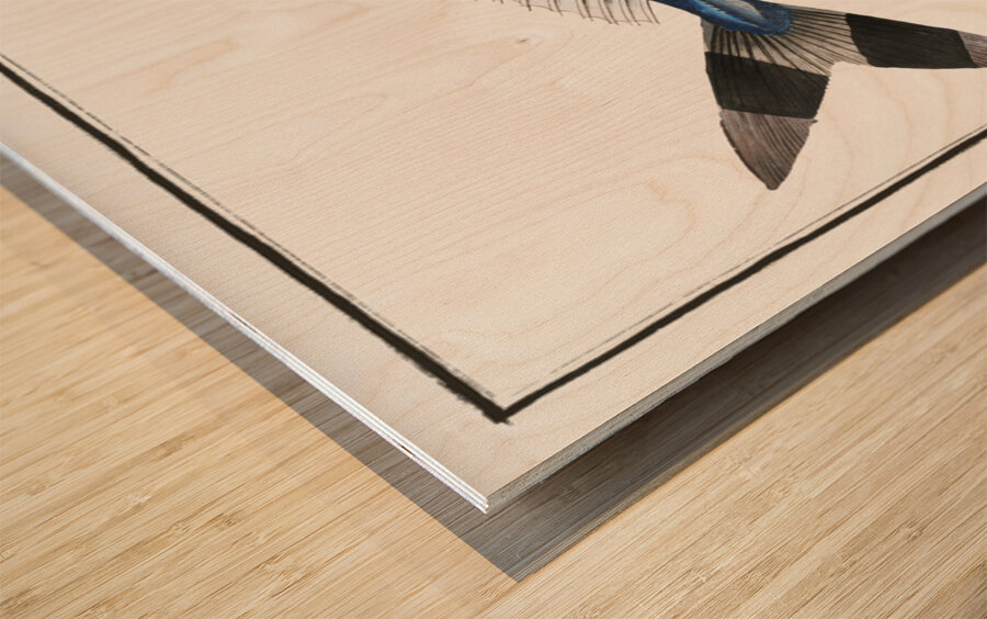 Pilote-Fish Scomber Ductor Impression sur bois