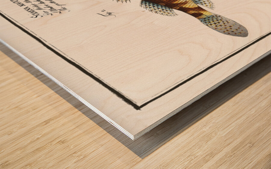 1. Cylindric Umber Sciaena cylindrica 2. Spotted Umber Sciaena maculata Wood print