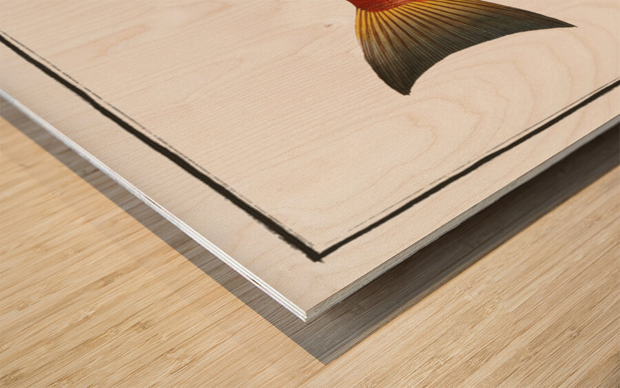 Pine-bough Trigla Pini Wood print