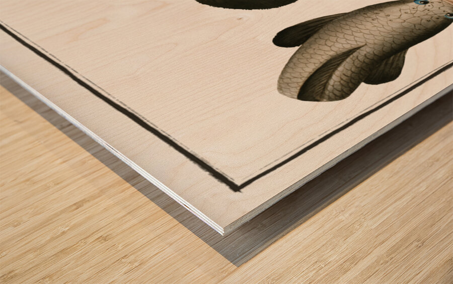 Punctulated Snake-head Ophicephalus punctatus Wood print