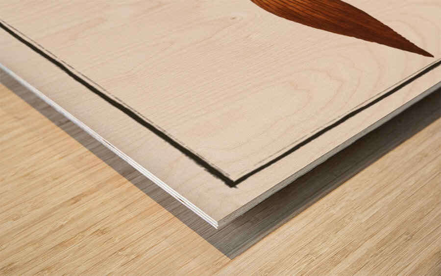 Bearded Lancet-tail Lonchurus barbatus Wood print