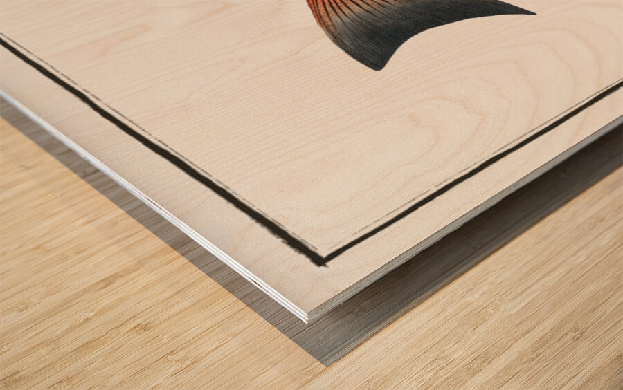 Two-spined Umber Sciaena diacantha Wood print