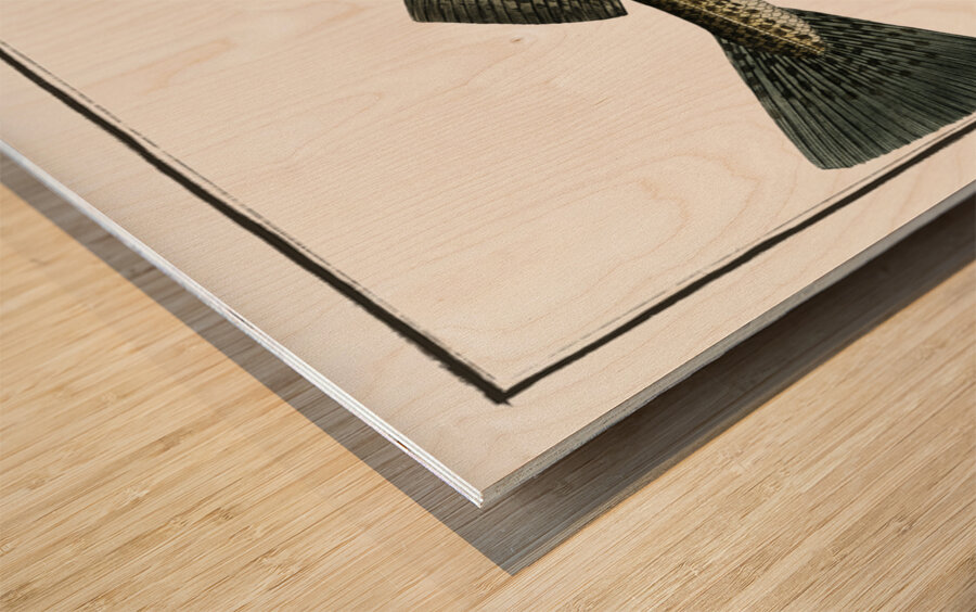 Cod Fish Gadus Morhua Wood print