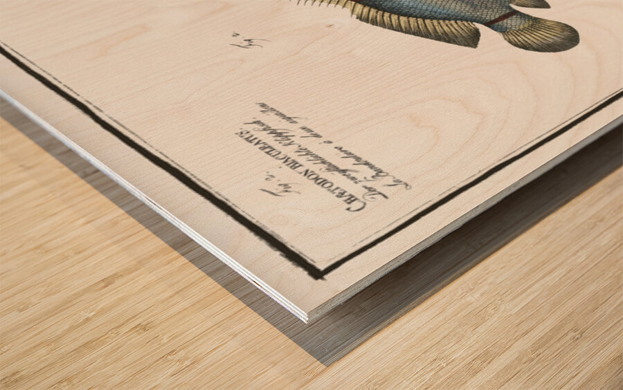 1. Chaetodon bimaculatus 2. Chaetodon biaculeatus Wood print