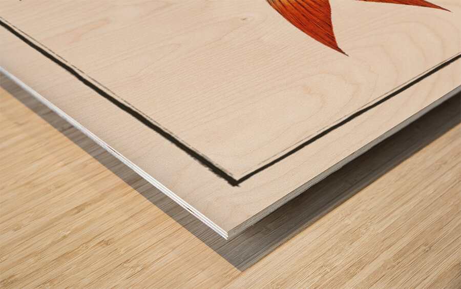 Toothless Salmon Salmo edentulus Wood print