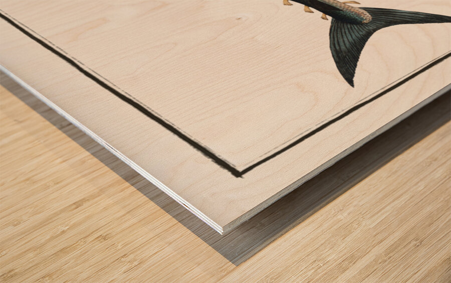 Tunny Scomber Thynnus Wood print