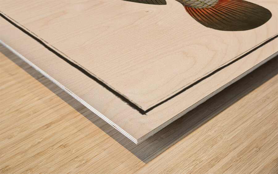 Aney Johnius Aneus Wood print