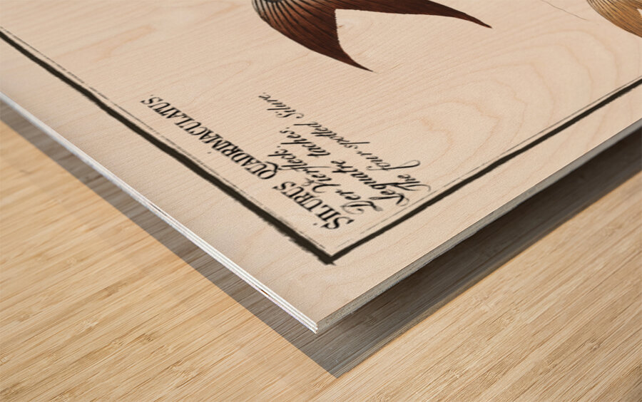 1. Knotty Silure Silurus Nodosus 2. Four spotted Silure Silurus Quadrimaculatus Wood print