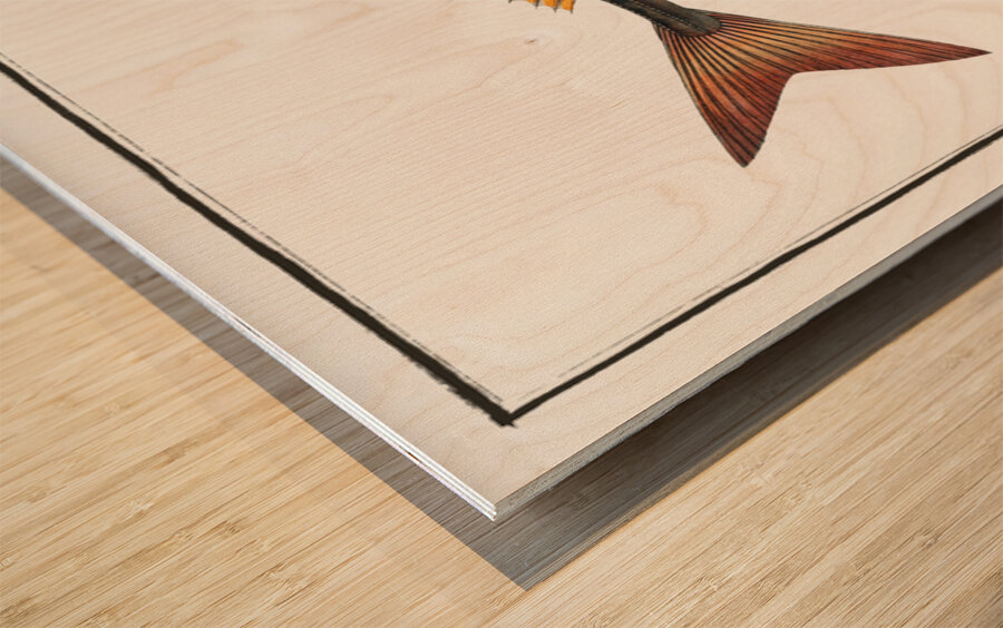 Red Gurnard Trigla Cuculus Wood print