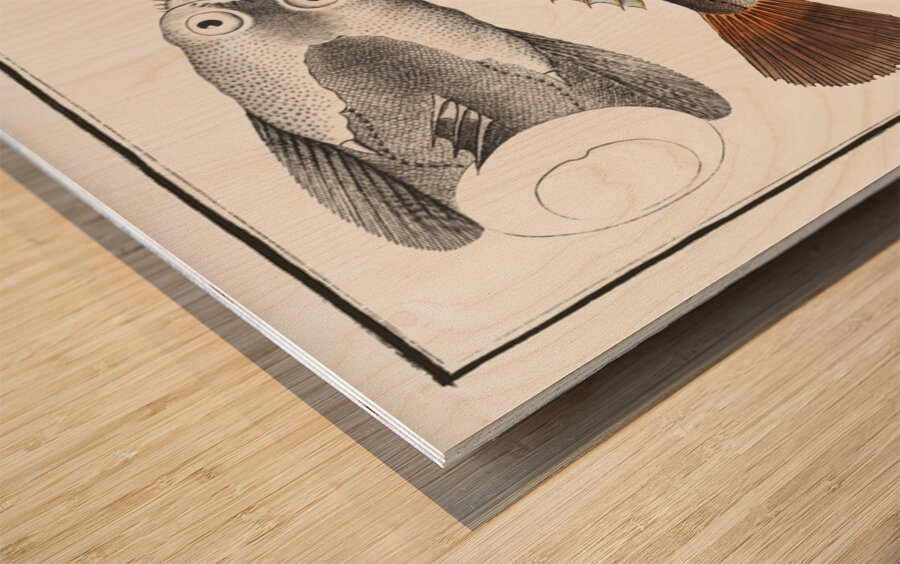 Star-Gazer Uranoscopus Scaber Wood print