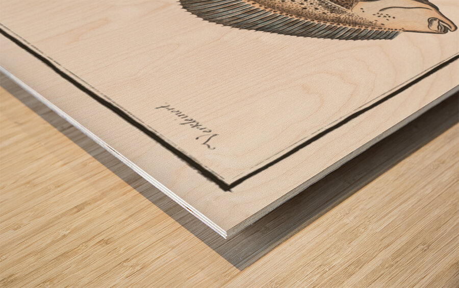 Flounder Pleuronectes Flesus Wood print