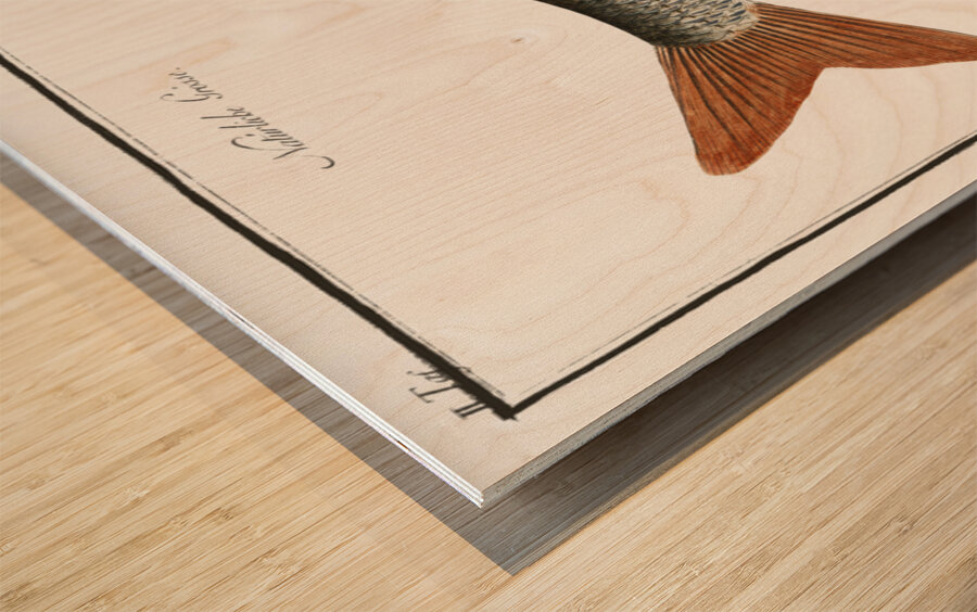 Roach Cyprinus Rutilus Wood print