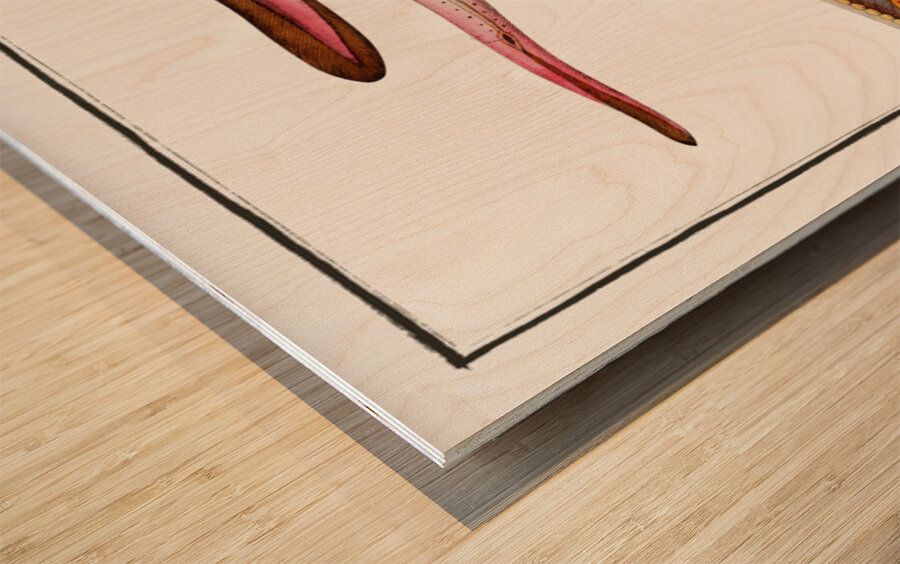 Blind-Fish Gastrobranchus coecus Wood print