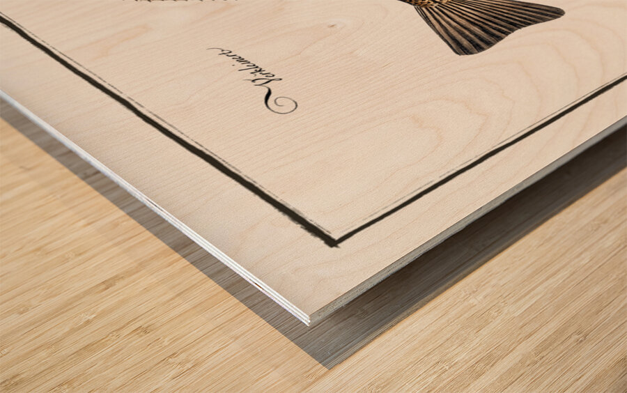 Dab Pleuronectes Limanda Wood print