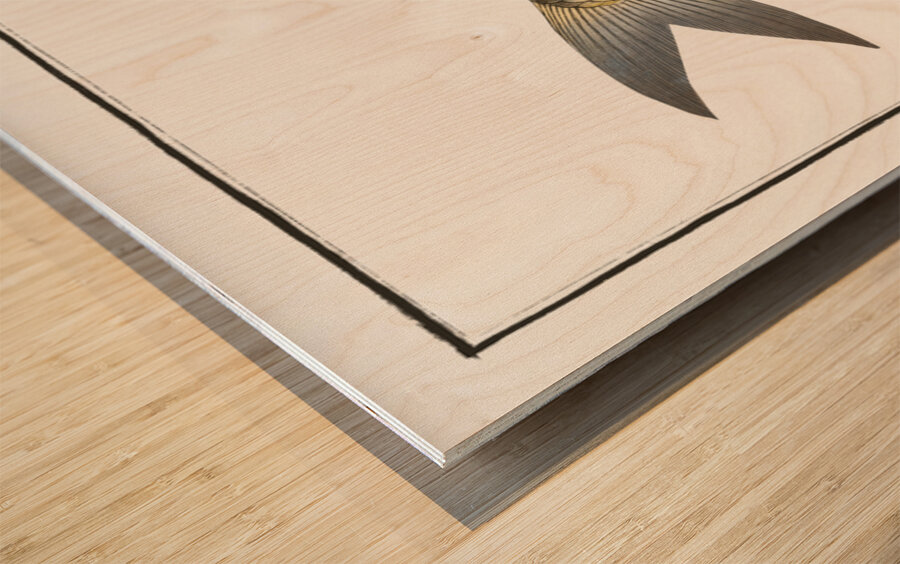 Herring of Malabar Clupea malabarica Wood print