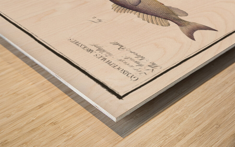 1. Schratser Gymnocephalus Schratser 2. Siver-Bald Gymnocephalus argenteus Wood print