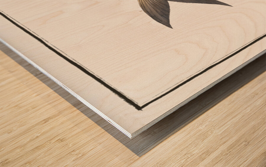 Africain Herring Clupea africana Wood print