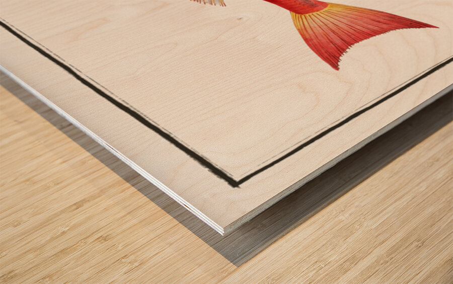 Streaked Gurnard Trigla lineata Impression sur bois