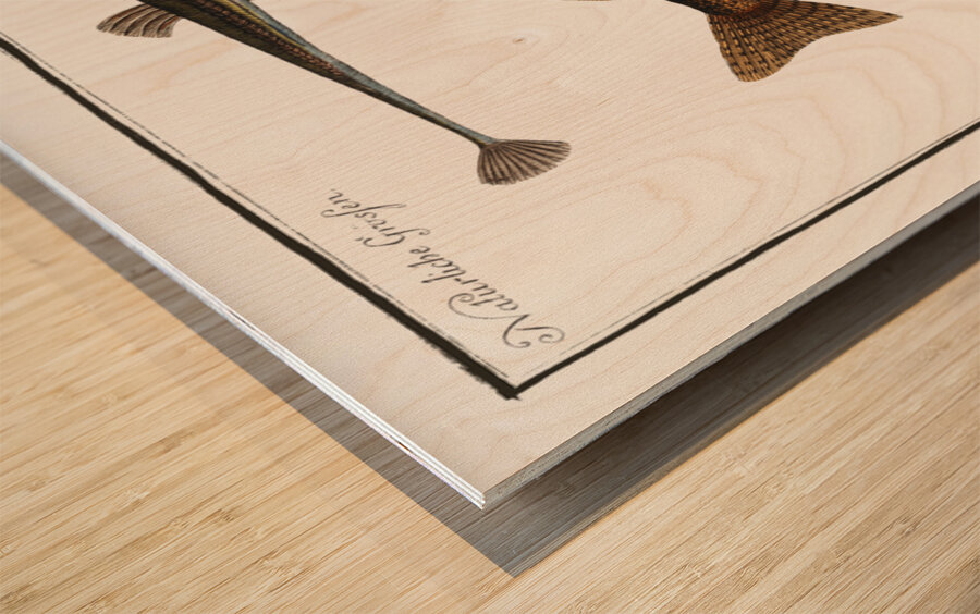 1. Fifteen-Spined Stickleback Gasterosteus Spinachia 2. Ruffe Perca Cernua 3. Stickleback Gasterosteus Aculeatus 4. lesser Stickleback Gasterosteus Pungitius Wood print