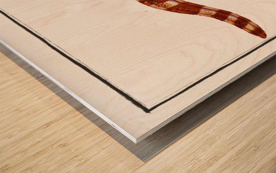 Netting Bare-Breast Gymnothorax reticulatus Wood print