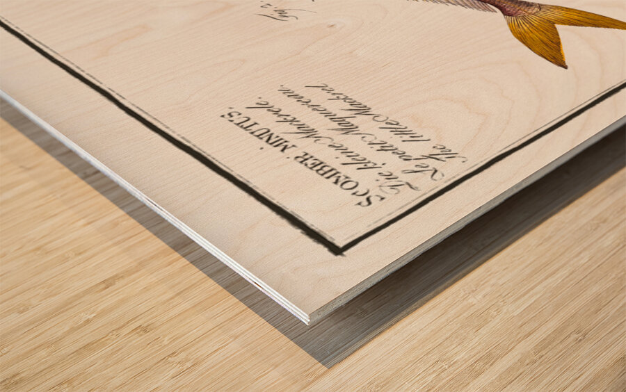 1. Nose-Herring Clupea Nasus 2. Little Mackrel Scomber minutus Wood print