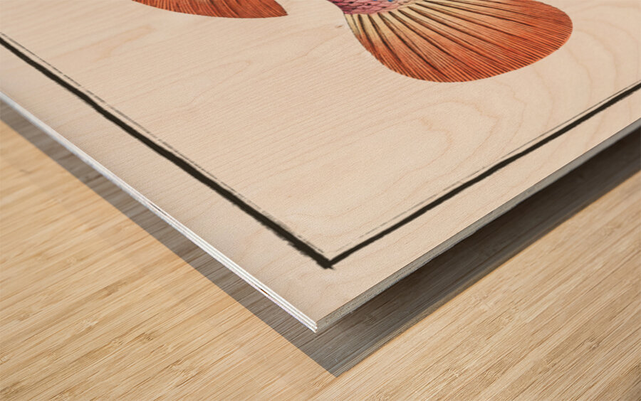 Negro-fish Perca punctata Wood print