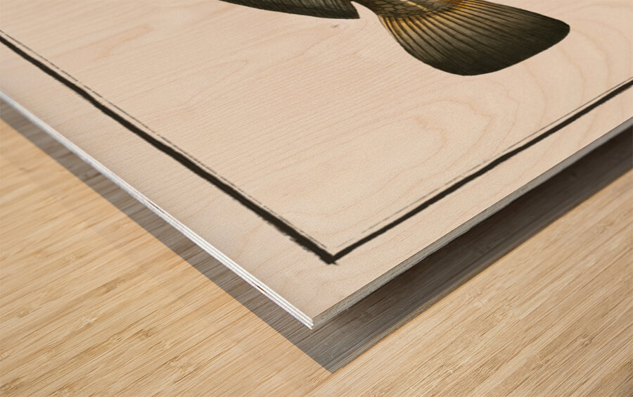 Karutt Johnius Carutta Wood print