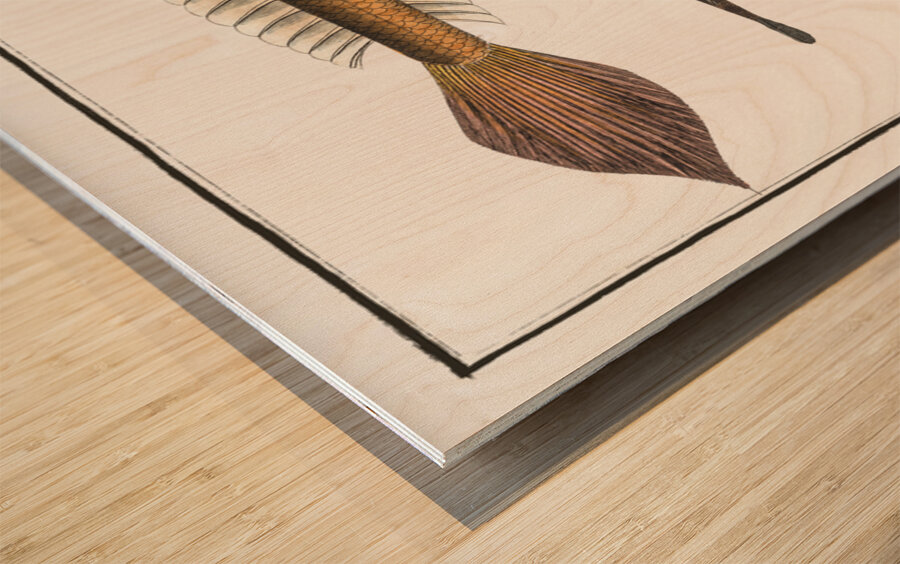 1. 4. Lancet-Goby Gobius Lanceolatus 2. 3. Black Goby Gobius Niger Wood print