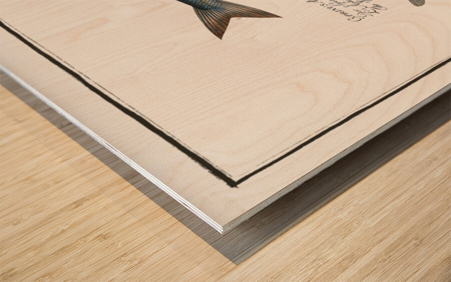 1. Dace Cyprinus Leuciscus 2. Spirling Cyprinus Aphya 3. Hatchet-Belly Gasteropelecus Wood print