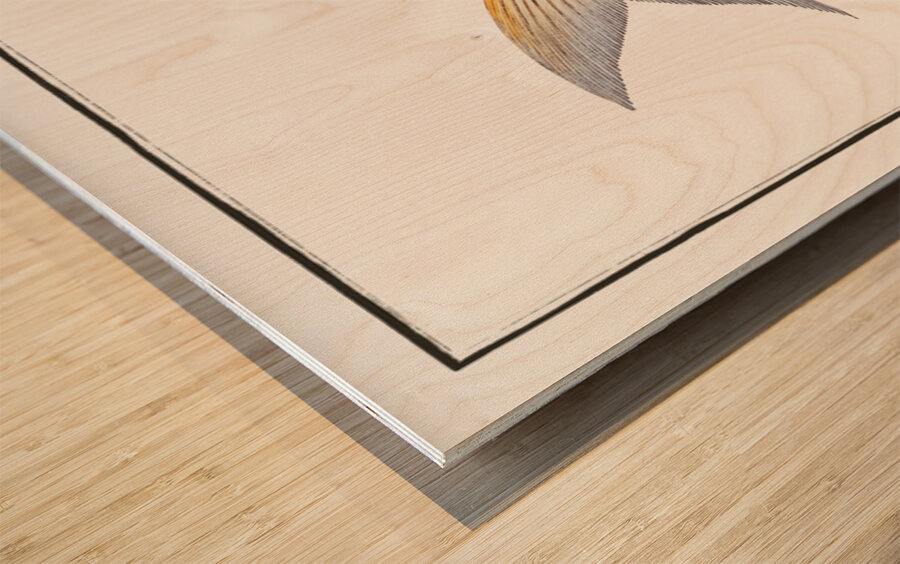 Frederics Salmon Salmo Friderici Wood print