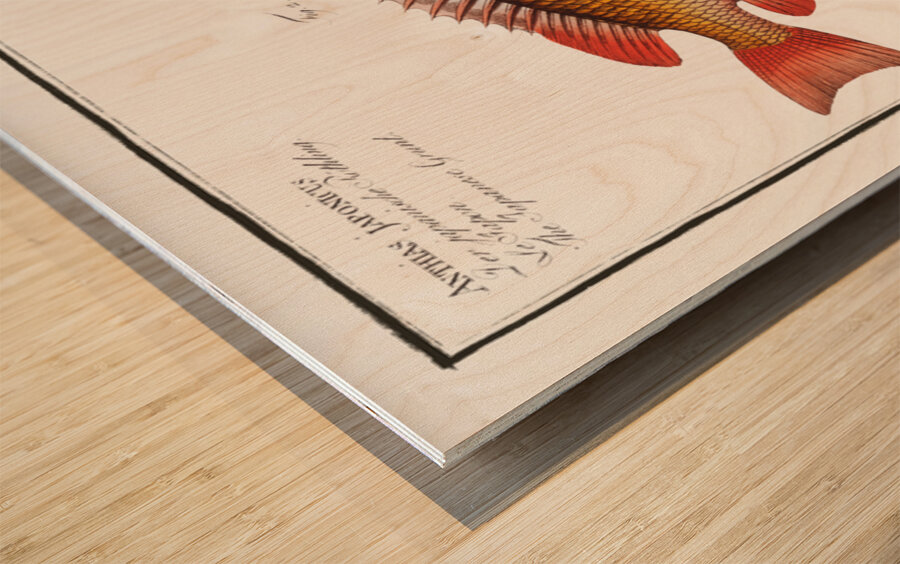 1. Double string Anthias bilineatus 2. Japanese Grunt Anthias japonicus Wood print