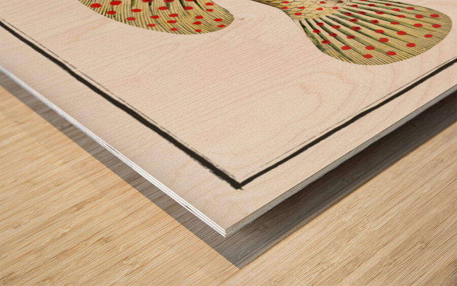 Dropped Perch Perca maculata Wood print