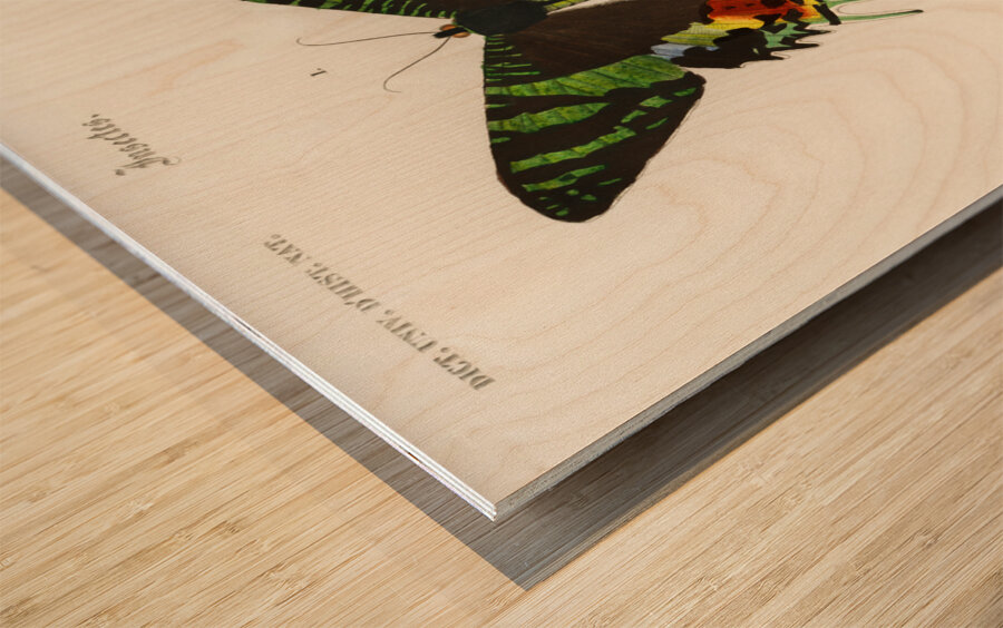 Madagascan Sunset Moth Urania Riphaeus Wood print