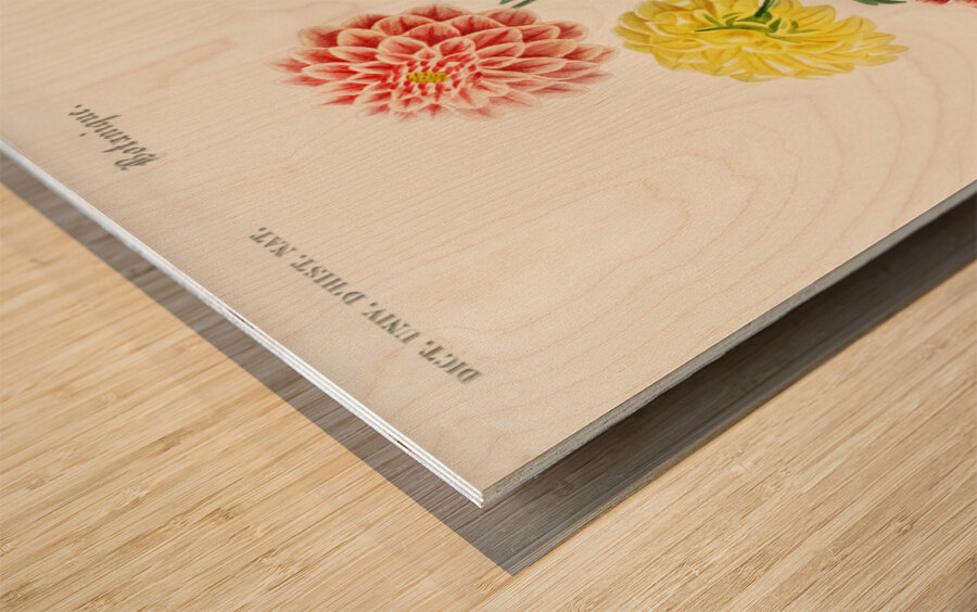 Dahlia Wood print
