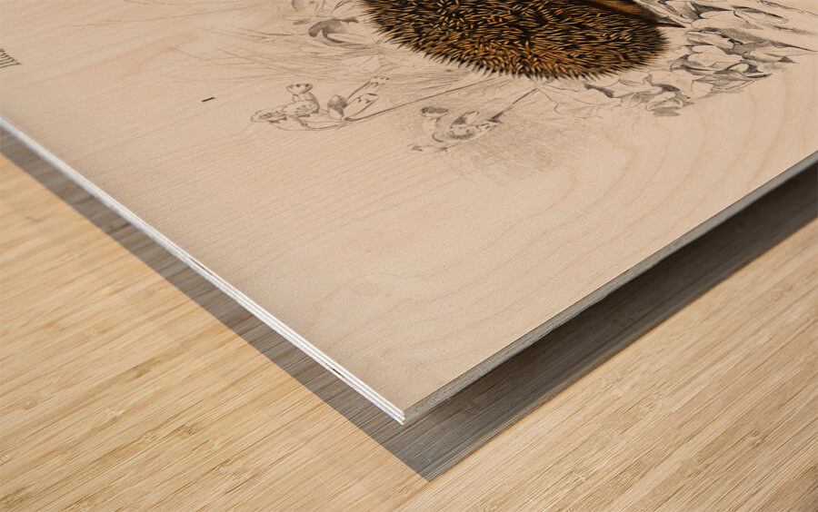 European Hedgehog Erinaceus Europaeus and Common Treeshrew Tupaia Glis Wood print