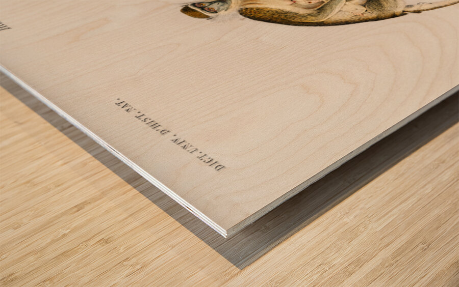 Cercopithecus griseus Guenon Grivet Wood print