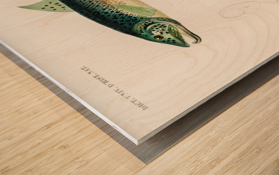 Salmo Hamatus and Cyprinus Carpio Wood print