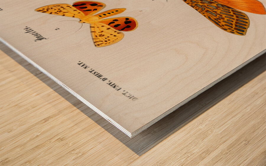 Different types of moths Wood print