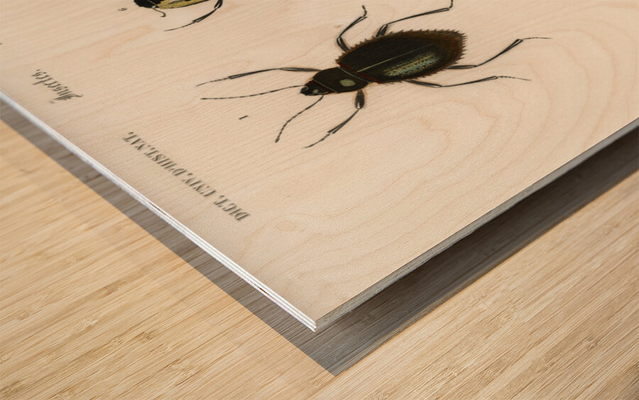 Different types of beetles Wood print