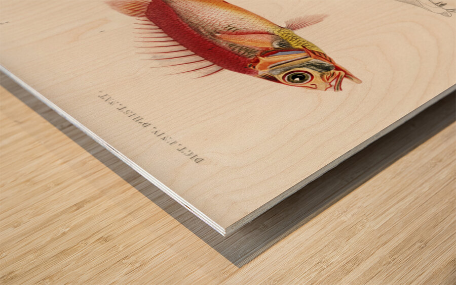 Different types of fishes Wood print