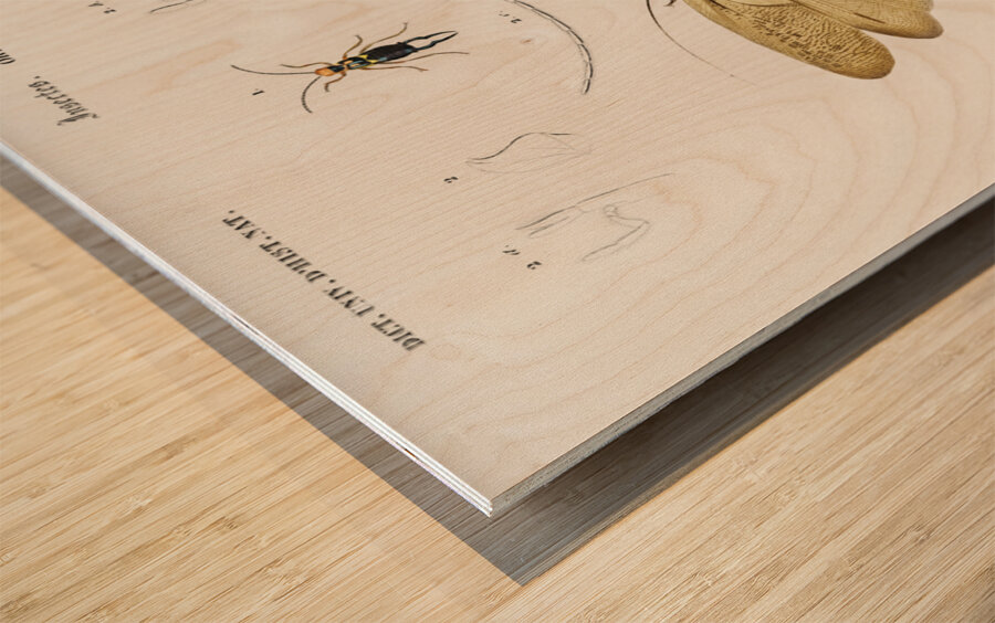 Different types of insects Wood print