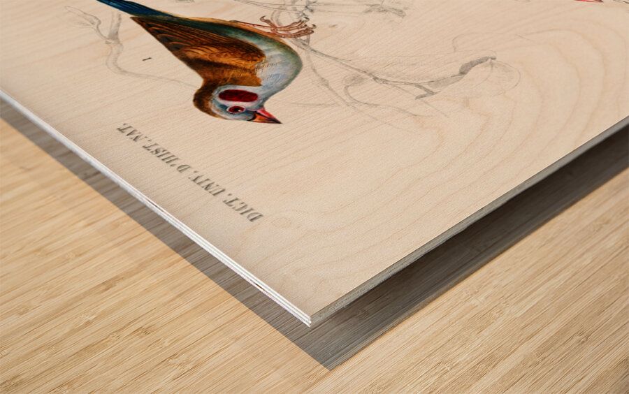 Red-cheeked Cordonbleu Uraeginthus Bengalus and Java Sparrow Lonchura Oryzivora Wood print