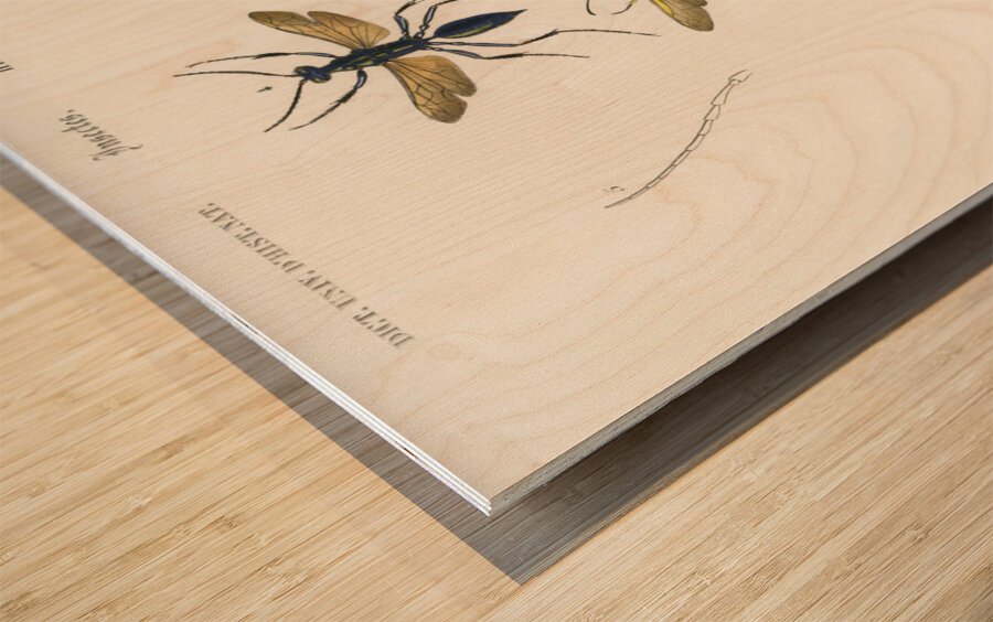 Different types of wasps Wood print